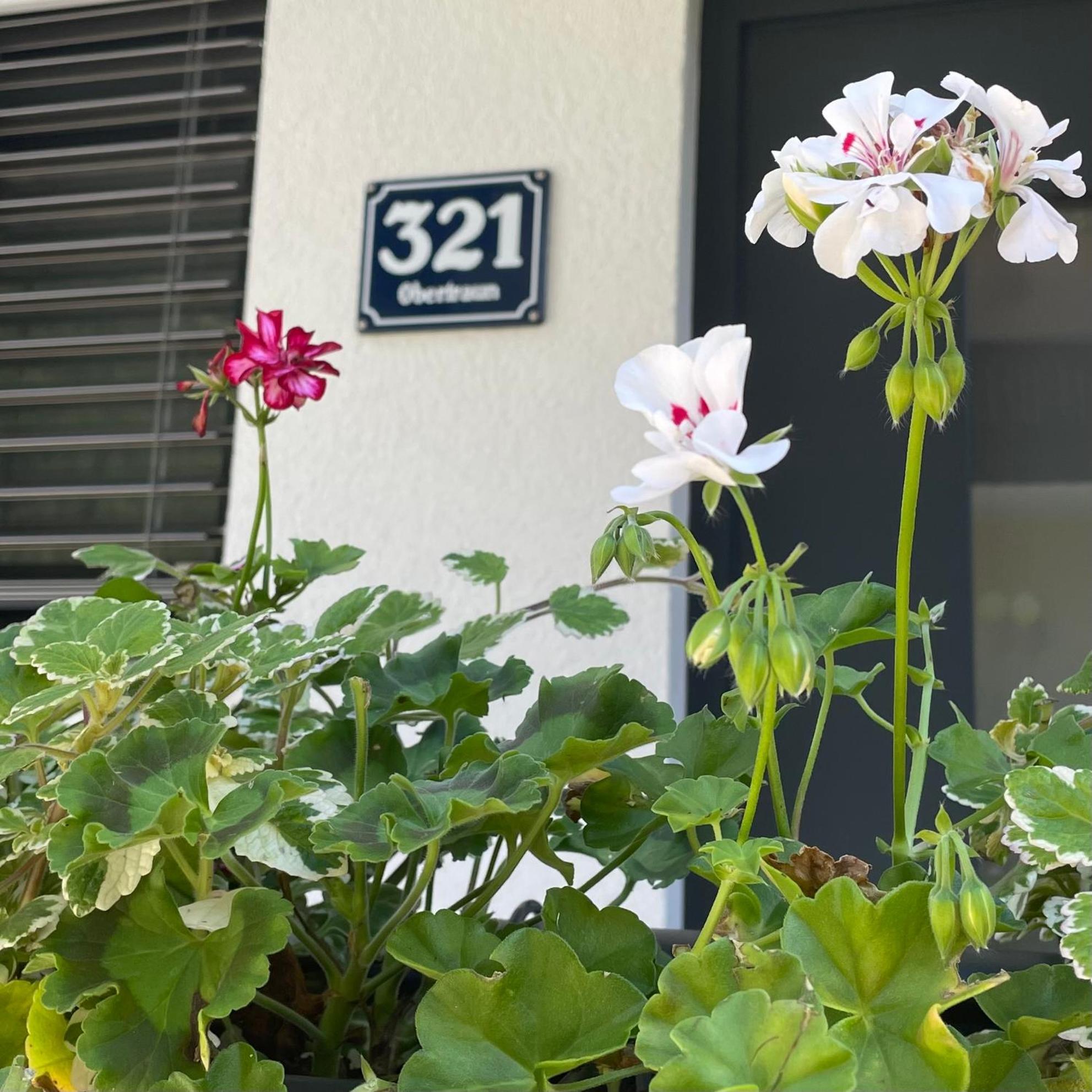 River Lilly Apartment